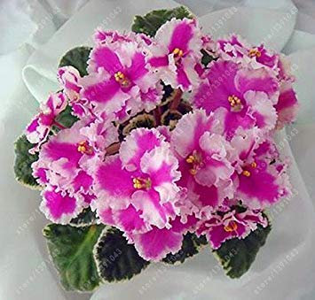 Potseed 100 Stück/Beutel Usambaraveilchen Samen, Blumensamen, Garten Blumen Violet Samen Staude Blumentopf für Hausgarten-6