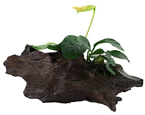 Plante d'aquarium Anubias barteri var. nana Plante aquatique sur racine n° 101 YWS Plante d'aquarium Porte-racine Rhizome