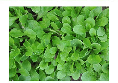 Lot de 100 graines de mâche verte à coeur plein - salade du potager