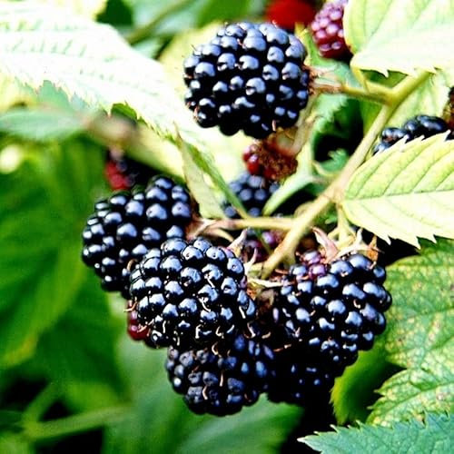 Plant Theory BlackBerry Merton Thornless Fruit Bush Rubus Bare Root