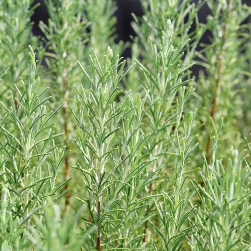 semi di rosmarino biologici - resistenti esotiche balcone decorazione del giardino 400pcs