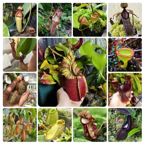 semi di nepenthes - rampicanti resistenti perenni giardino decorazione soggiorno 85pcs
