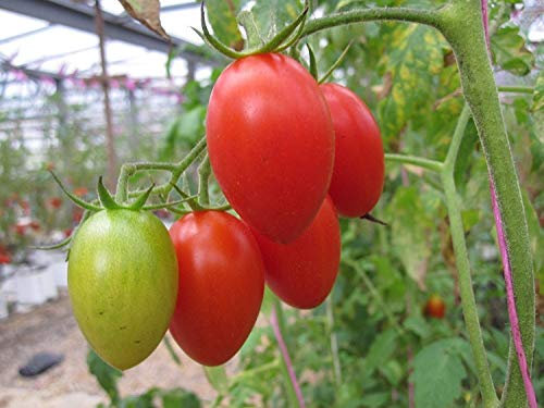 ROMA Sementi di pomodori 20 SEMI DI ALCUNI Canning INSALATE