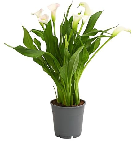 Zantedeschia - Lirio de Agua Natural Flor Jardín de Mantenimiento Sencillo