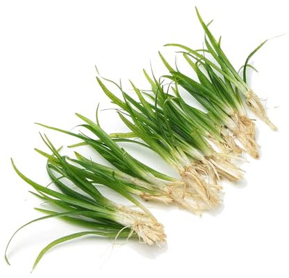 10 X Sagittaria Subulata Live Aquarium Plant Fast Growing Easy Care Grass for Freshwater Tropical Tank Aquascape K2AQUA