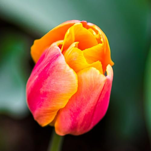 Tulip ‘Jimmy’ - Hardy Bulb - Cut Flower Garden - Easy to Grow Your Own - Long-Lasting Flame Orange Flowers - Low Maintenance Garden - 8X Bulbs by Thompson and Morgan