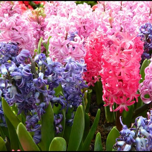 Giacinto bulbi,piante erbacee perenni,bulbi fiore resistenti al freddo,alla siccità,bulbi giacinto vaso,giacinto d acqua pianta(senza semi,non artificiale,resistente al freddo)-4bulbi-D