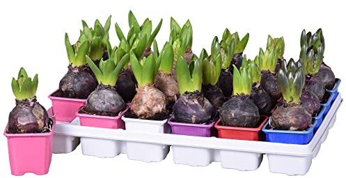 10 Stück Hyazinthen Zwiebeln im 7 cm Topf – Bunte Mischung, Frühblüher für Garten & Balkon, Duftend & Pflegeleicht