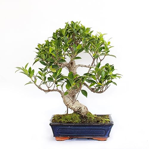 KENTIS - Bonsai Ficus Microcarpa - Ficus Retusa Bonsai Baum - Echte Zimmerpflanzen - Echte Pflanze - Hoch 40-50 cm Keramiktopf Ø 25 cm