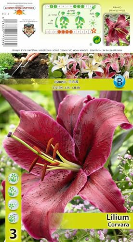 AGRONOM | LILIEN - CORVARA | Mehrjährige Blumenzwiebeln | Braun Blumen | Werden in Blumengärten, Töpfen angebaut, in blühenden Rasenflächen | 2 Blumenzwiebeln