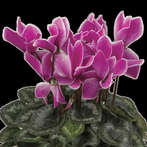 100 graines de fleurs de cyclamen violet fraîches et neuves