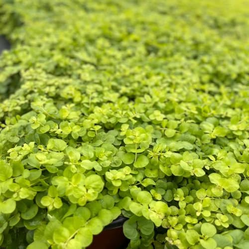 semillas resistentes de pennywort - jardín de rocas de jardín de centella, orgánicas, arbustos resistentes, 150pcs