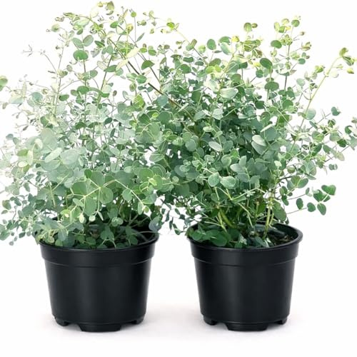 POWERS TO FLOWERS - EUCALYPTUS, EUCALIPTO, 2 PIANTE IN VASO 14CM, piante vere