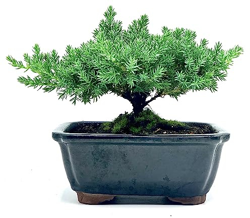 Live Dwarf Juniper Bonsai Tree | Indoor/Outdoor | 100% Handcrafted| Home and Office Décor | Best Gift for Holiday | Good for Beginner