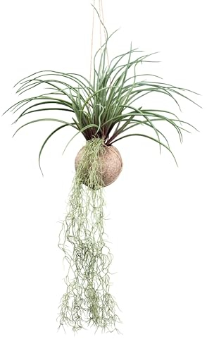 Tillandsia stricta ca 72cm grün im Cocoshänger Ø 12cm