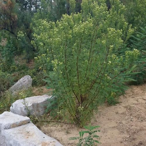 Semillas de huacatay, Tagetes minuta, Caléndula gigante de Parterre variedades antiguas exótico Decoraciones jardín exteriores balcón 350pcs