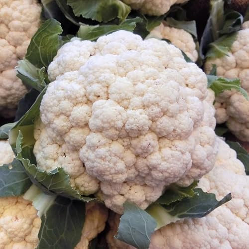 Organic Cauliflower All The Year Round Vegetable Seeds Aprrox 350 Seeds Easy to Grow