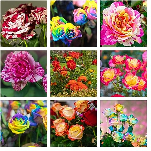 50 Pcs Rosen Pflanzen Winterhart Samen - Kletterrosen - Seltene Pflanzen, Geschenke Für Gartenfreunde Rankhilfe Rosen Blumensamen Gastgeschenk, Garten Geschenke Für Frauen Gartenblumen