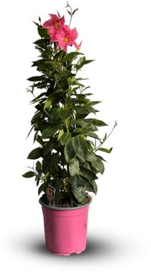 Attitude Jardin - Dipladenia pyramide - plante fleurie - 70-80 cm - ⌀ 17 cm - plante d'intérieur & extérieur - fleur rose