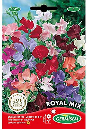 Germisem wohlriechende Edelwicke, mehrfarbig, EC1542