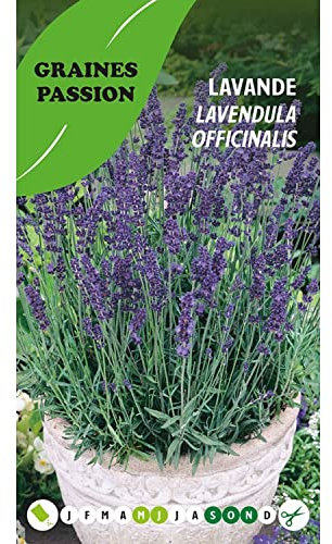 Graines Passion sachet de graines Lavande officinale