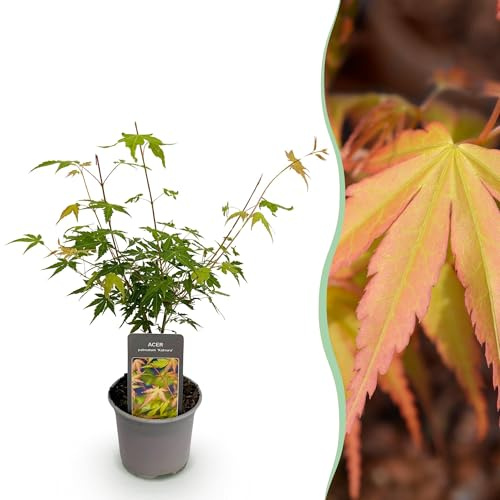 Arce Acer palmatum Katsura – 12 cm – Altura aprox. 35 cm – brotes verdes frescos y coloración dorada de otoño – arbusto ornamental de fácil cuidado