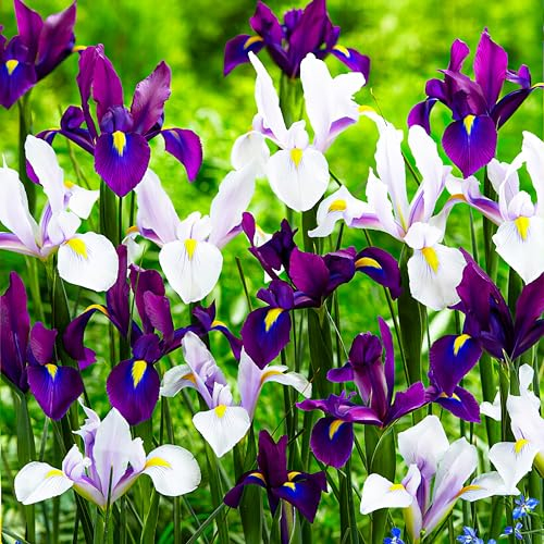 Holländische Iris Paradise Mischung (50 Zwiebeln), Schwertlilien Kollektion, 5 Sorten/Farben, Mehrjährig, Winterhart Blumenzwiebeln aus Holland für Garten, Topf (große Knollen, kein Samen)