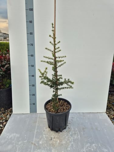 Cedro del Libano – Cedrus libani Verde | Conifera Monumentale e Sempreverde – Vaso 22 cm - Per Giardini e Vasi Bonsai - Vivai Giulian Giovani Piante