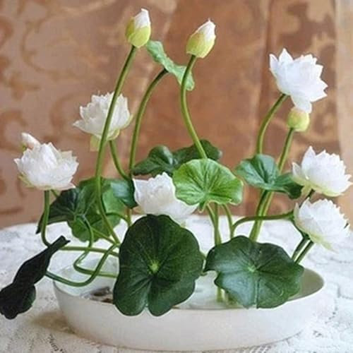 25Pcs Graines de Lotus Bol, Non-OGM, Faciles à Cultiver, Haute Germination, Fleurs Vivaces Colorées pour Jardin, Étang, Balcon, Cadeau Jardinier (Blanc)