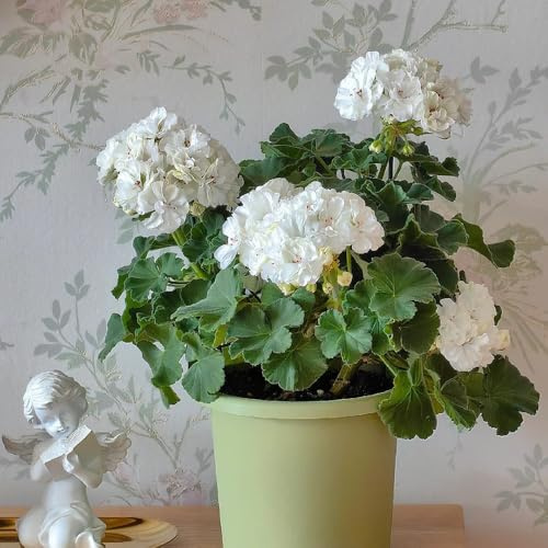 geraniensamen, steingartenpflanzen blumengarten deko wohnzimmer bio outdoor pflanzensamen exotische zimmerpflanzen indoor gewächshaus balkon blumensamen hochbeete für garten gartendeko 180pcs