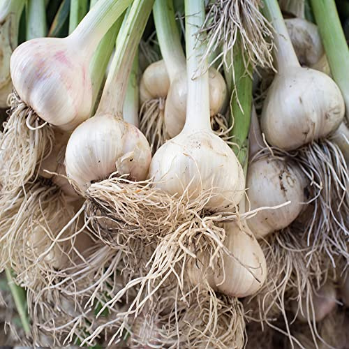 semillas de ajo - jardín interior semillas jardín balcón resistentes hortícolas 500pcs