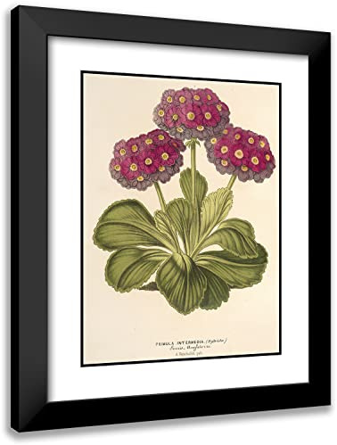 ArtDirect Charles Antoine Lemaire 19x24 Black Modern Frame and Double Matted Museum Art Print Titled - Intermediate Primrose (Hybrida) (1854-1896)