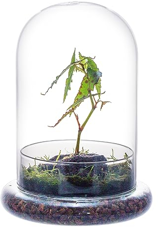 NCYP Glass Cloche Dome with Air Hole and Base, 15 x 15 x 21 cm Clear Terrarium Planter for Small Cactus, Succulents, Venus Flytrap, Tabletop Decoration (Glass Dome Only)
