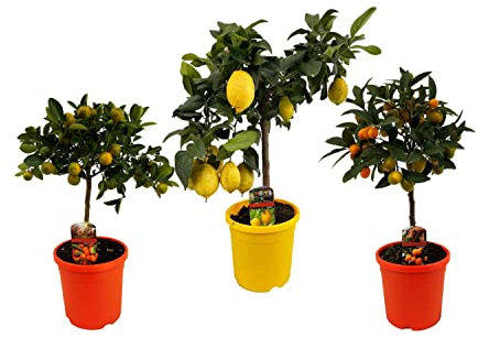 Trio Árboles Frutales Cítricos: Naranjo (Citrus Sinensis) + Limonero (Citrus Limon) + Mandarino (Citrus Reticulata)