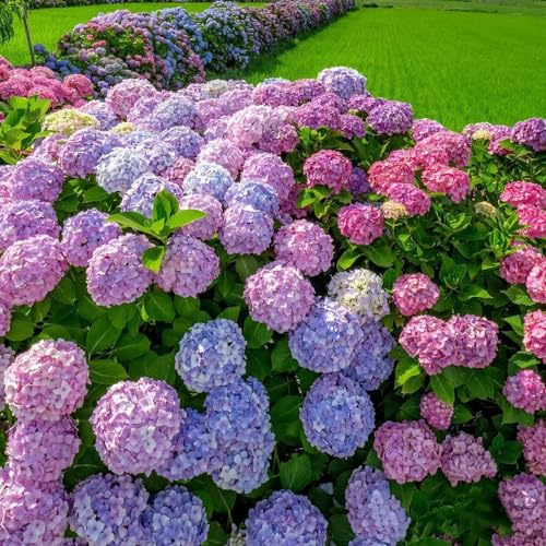 Semi di ortensia - d'appartamento da giardino da balcone giardino raro roccioso sul balcone rampicanti esterno di resistenti varietà tradizionali 200pcs