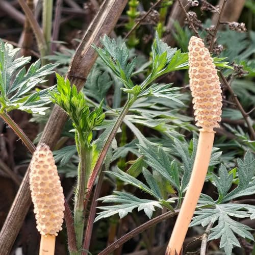 ackerschachtelhalm - nachhaltige geschenke kräutergarten küche 225samen