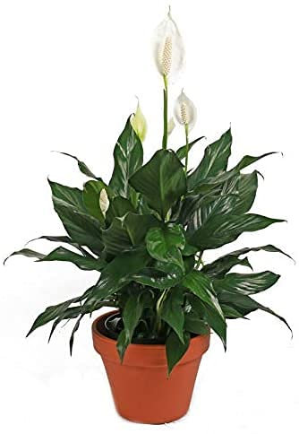 Spathiphyllum, Lirio de la Paz o Espatifilo Planta Natural de 35cm en Maceta de Cerámica Ideal para Regalar