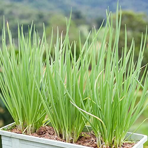 Semi di cipollina, resistente al freddo - per da balcone varietà antiche, esotiche, decorazioni 300pcs