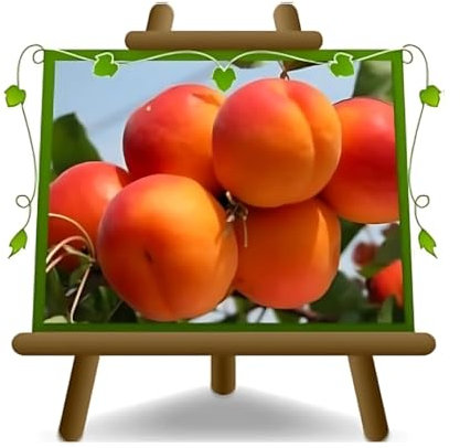 abricotier Paviot arbre de abricots plante fruitière sur un pot gazon 24-26 max 200 cm - 4 ans