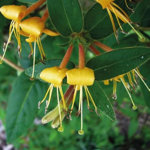 Chèvrefeuille de vigne (Lonicera acuminate) 1L - Variété himalayenne