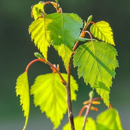 Säulenbirke Betula pendula Fastigiata Birke Hausbaum Parkbaum Alleebaum