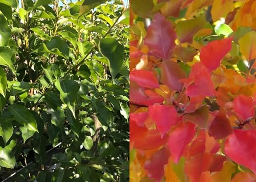 Direct Plants Pyrus Chanticleer Ornamental Pear Tree 5-6ft Supplied in a 7.5 Litre Pot