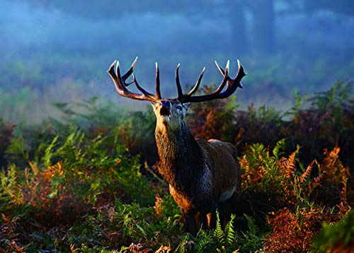 Jigsaw Puzzles for Adults 1000 Pieces - Difficult Hard Jigsaw Puzzles for Women Men Premium Cardboard Precise Interlocking Elk Autumn（28 x 20 Inch)