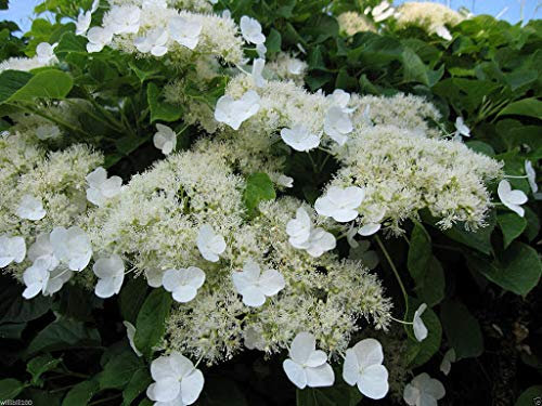Genipap 10 semillas de hortensias trepadoras
