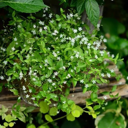 semillas de pamplina, culinarias, raras, decoración de jardín para exterior Cobertura del suelo, perennes 225pcs