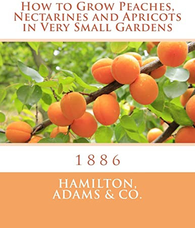 How to Grow Peaches, Nectarines and Apricots in Very Small Gardens: 1886
