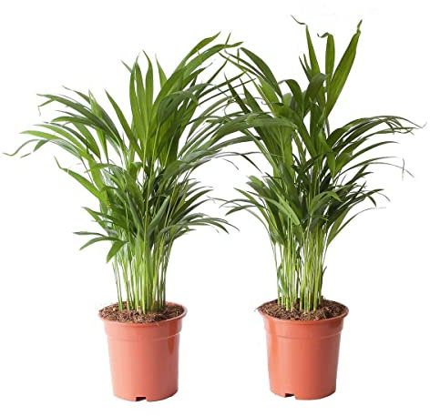 Dypsis Lutescens Pack 2 Palmeras Fruto de Oro Plantas de Interior
