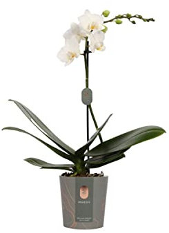 DECOALIVE Phalaenopsis Flores Color Blanco Planta Natural de Interior Orquídea Blanca