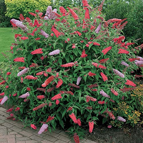 1 BUDDLEIA DE DAVID ROYAL RED | ARBUSTE À FEUILLES CADUQUES PLANTE DE JARDIN EN 17CM POT
