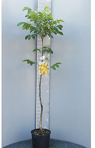 SAVINI VIVAI Pianta di Noce Chandler Piante da Frutto Albero in Vaso 22-24 cm 2-3 Anni Altezza 130-150 cm Made in Italy